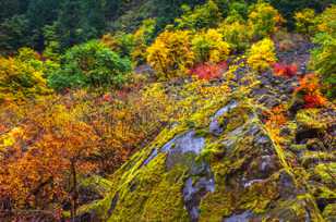 Hillside of Vine Maples and moss-7746